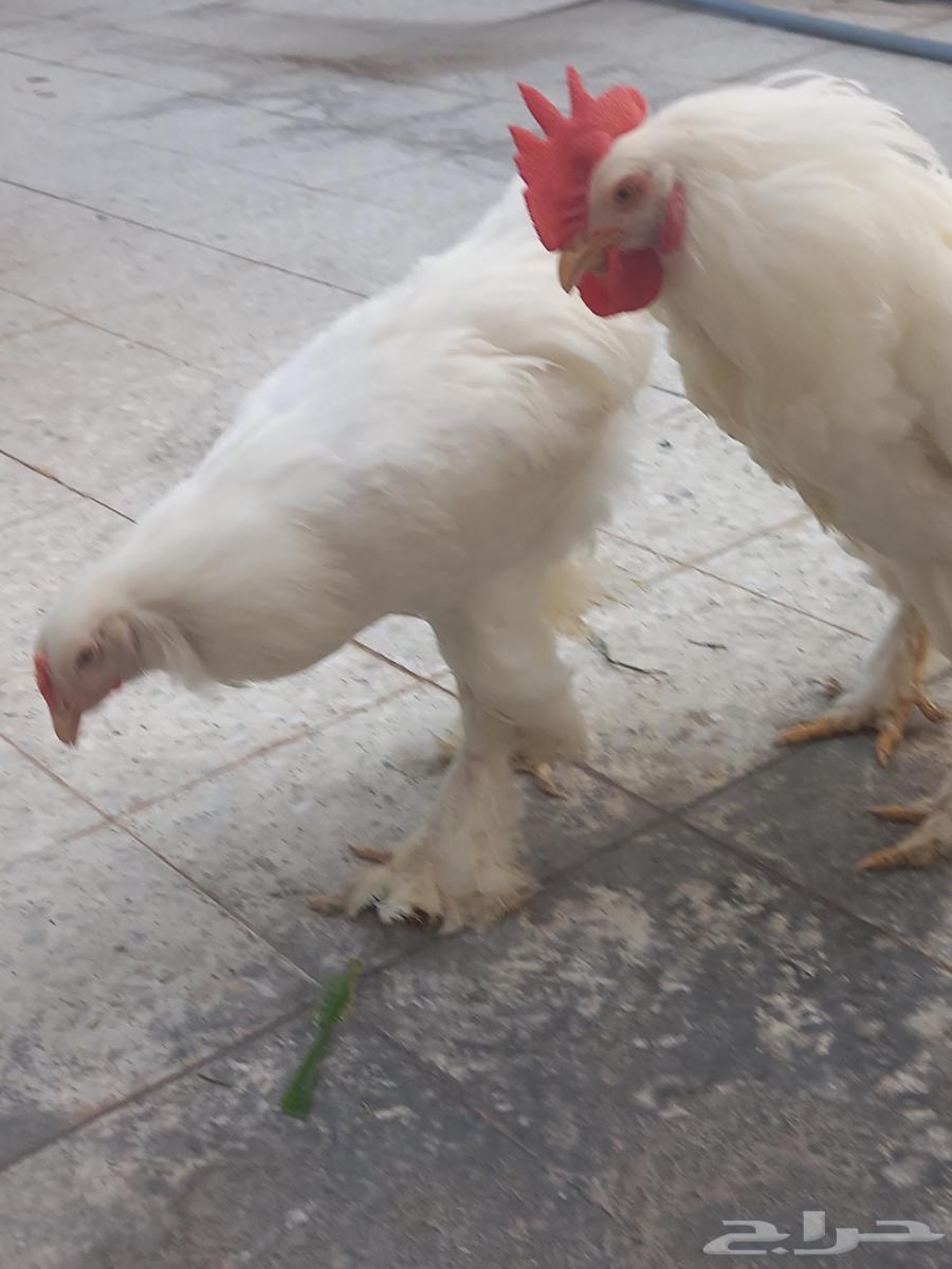 Brahma chicken for sale in good condition63667554436993110
