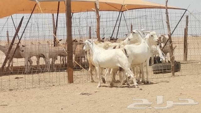 معزه بيشيه العدد 5 روس63667684165251114