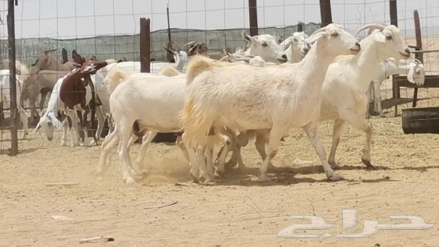 معزه بيشيه العدد 5 روس63667684165251111