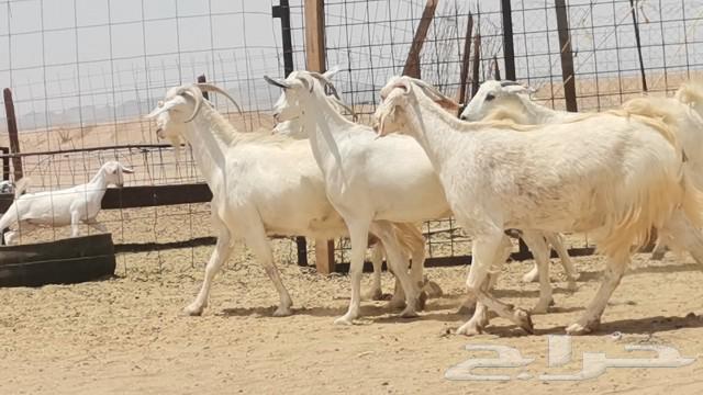 معزه بيشيه العدد 5 روس63667684165251113