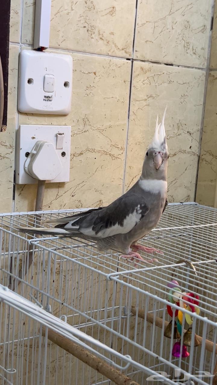كروان هولندي للبيع ذكروانثي63667690254210112