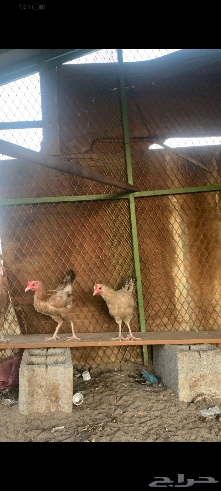 Hello, white laying hens for sale63667552651009111