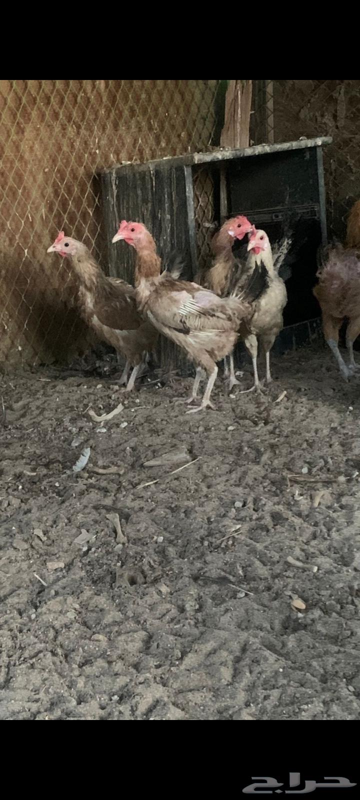 Hello, white laying hens for sale63667552651009110