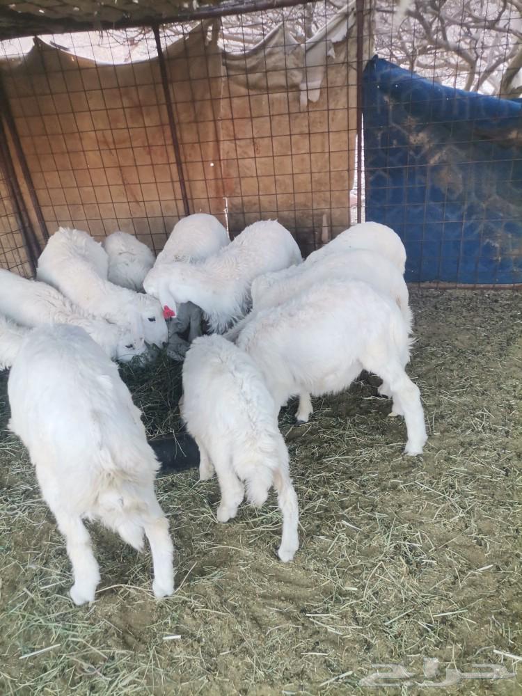 10 Italians for sale63667799915394111