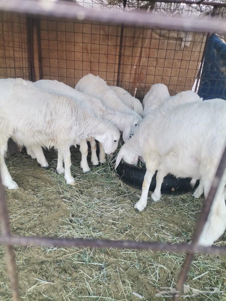 10 Italians for sale63667799915394110