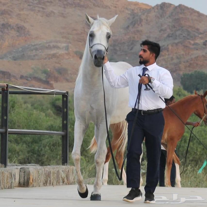 مدرب خيول دولي معتمد من منظمة ايكاهو العالمية63708726896386110