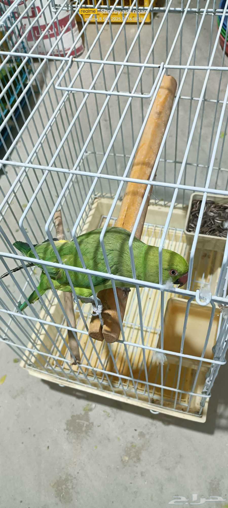 Female Indian Ringneck Parrot, Tame63667554650241110