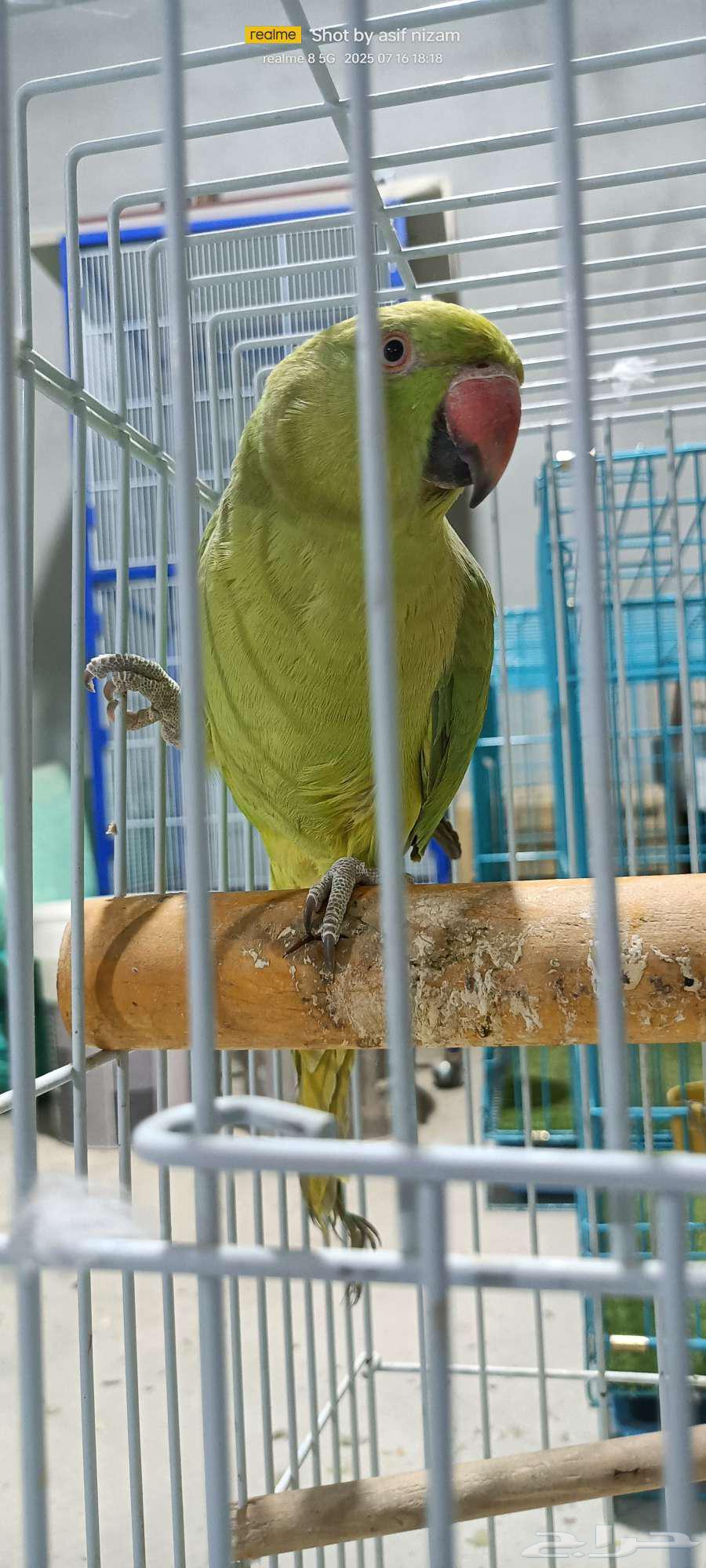 Female Indian Ringneck Parrot, Tame63667554650241111