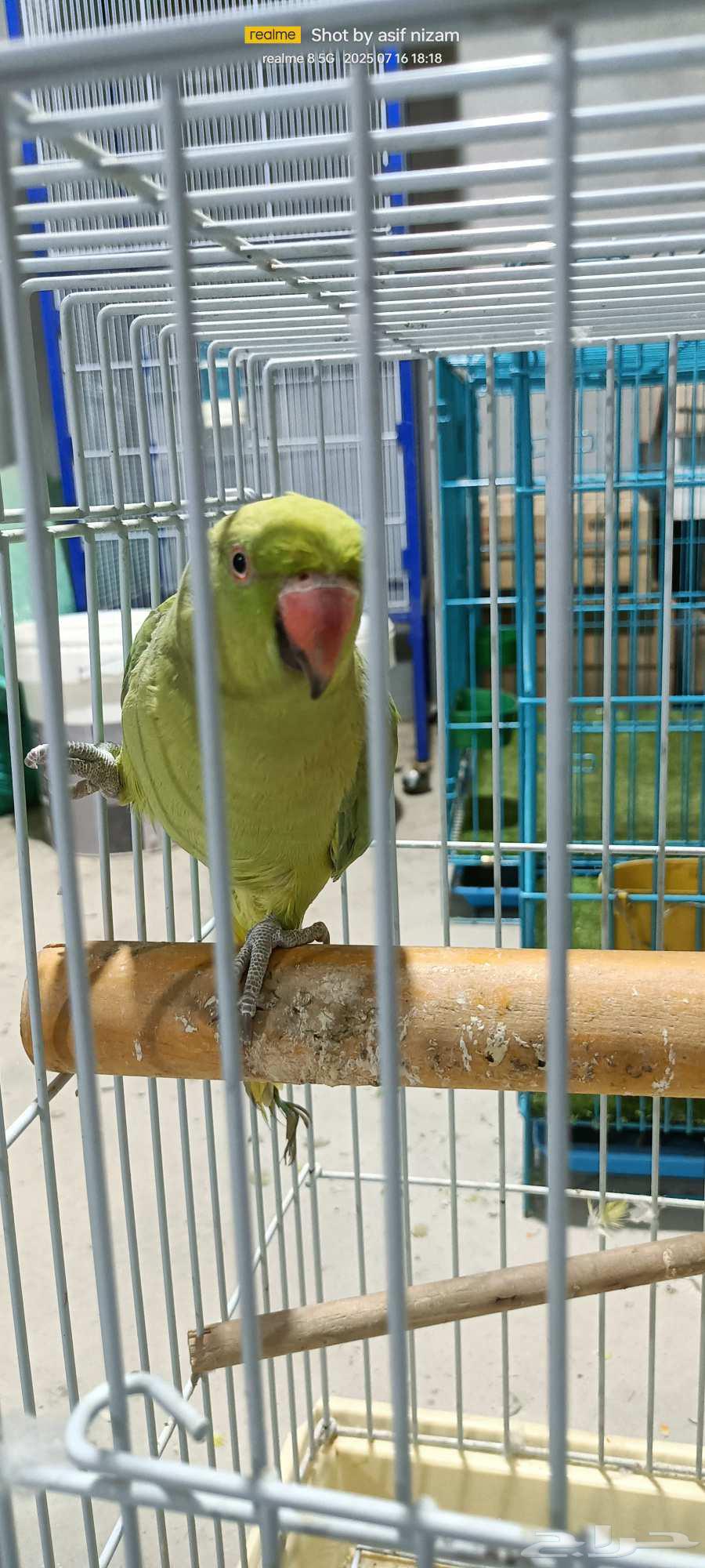 Female Indian Ringneck Parrot, Tame63667554650241112