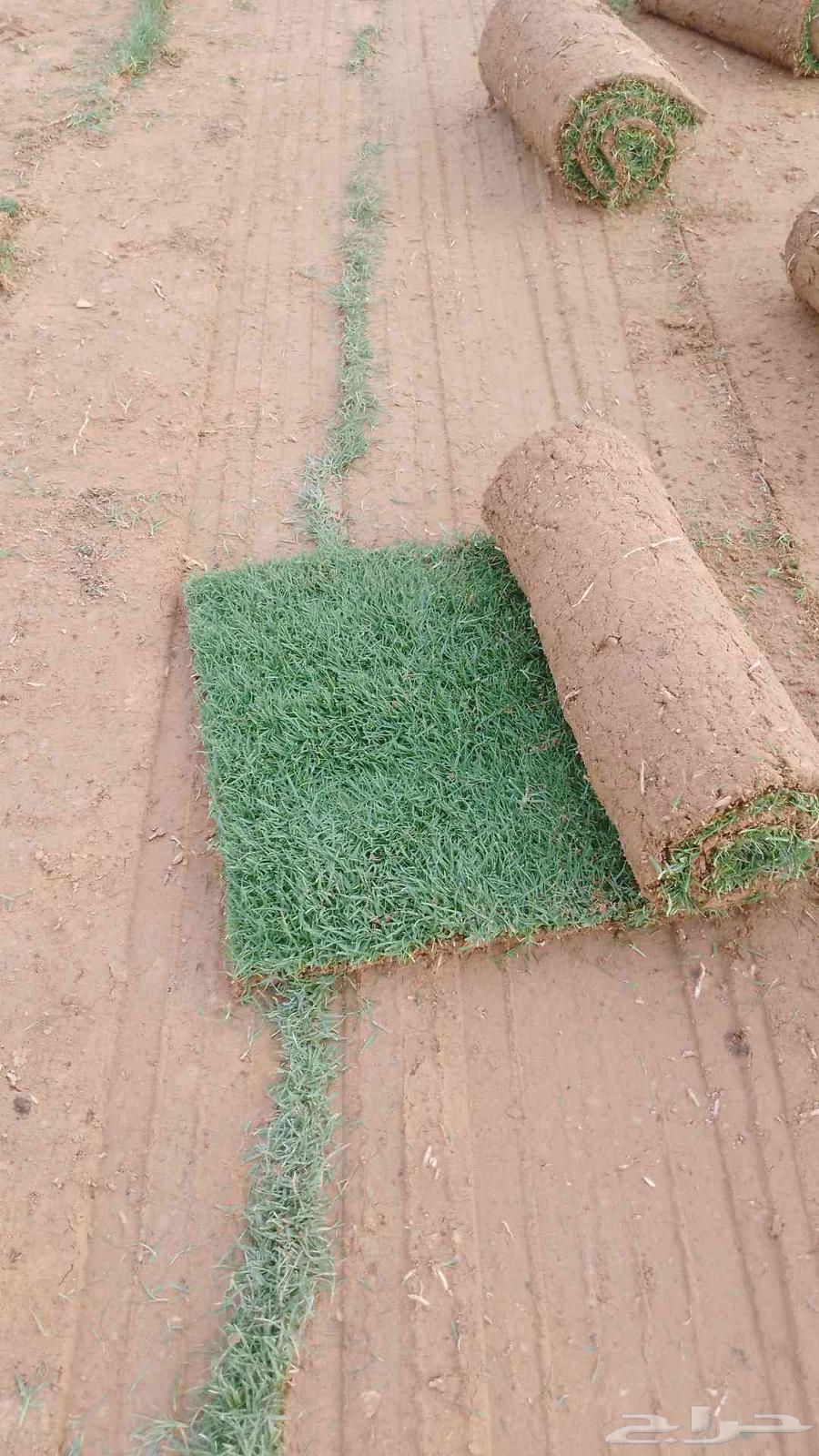 Natural Grass Turf First Grade Al-Kharj63667806975234113