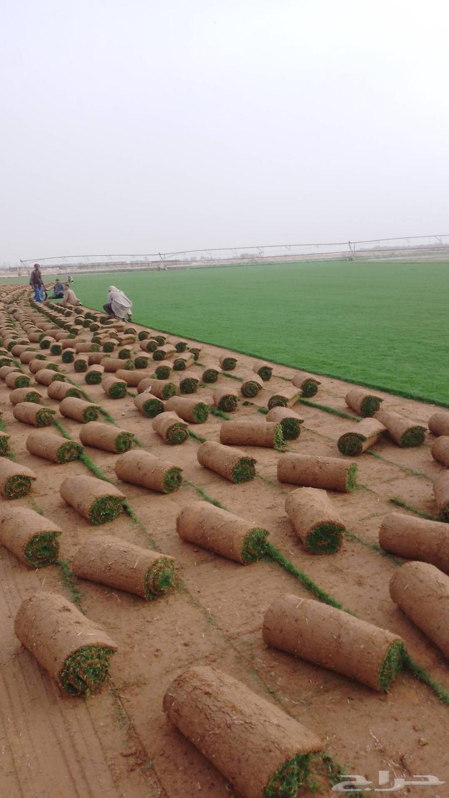 Natural Grass Turf First Grade Al-Kharj63667806975234114