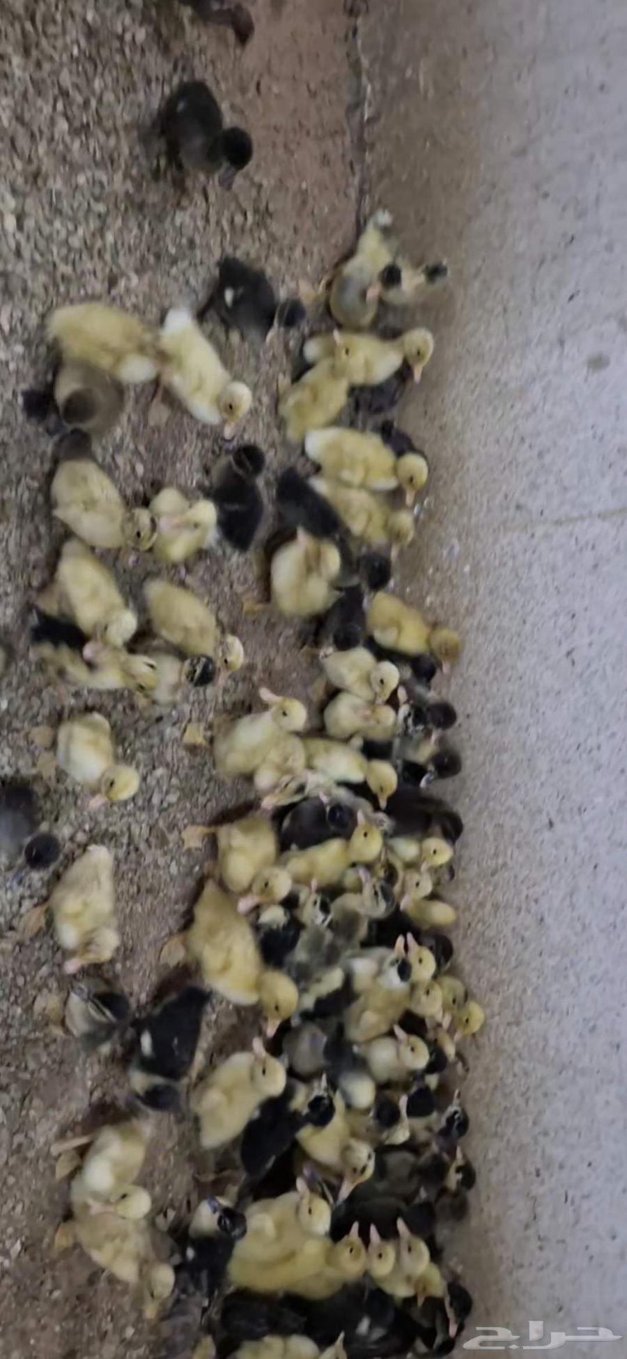 بط بكيني صوص63667808239619111