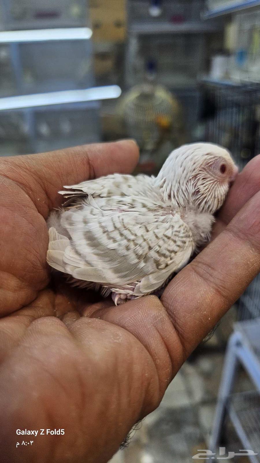 فرخ بادجي بال فالو لعشاق الغر والهدد تم البيع63673566074625112