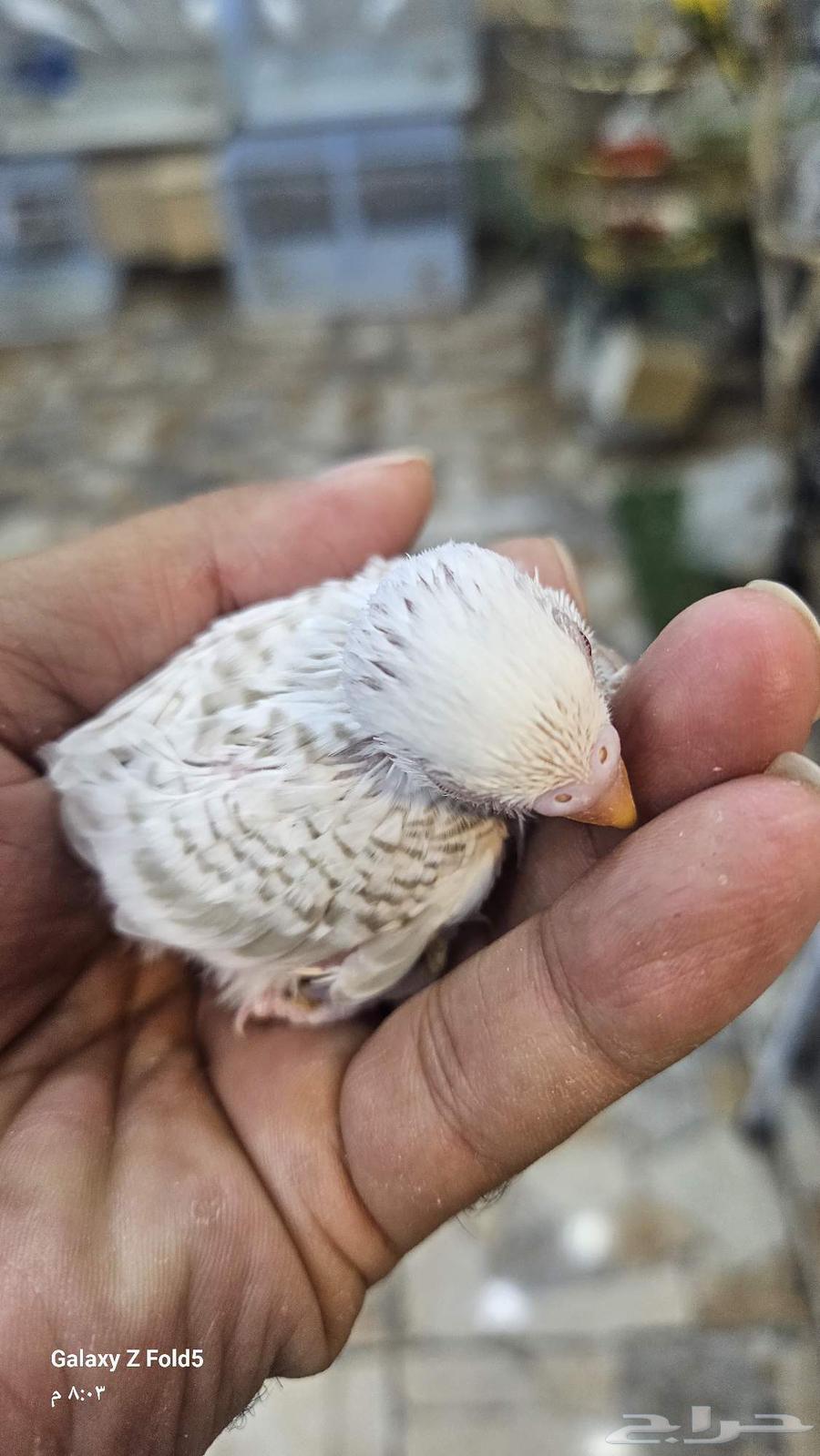 فرخ بادجي بال فالو لعشاق الغر والهدد تم البيع63673566074625114