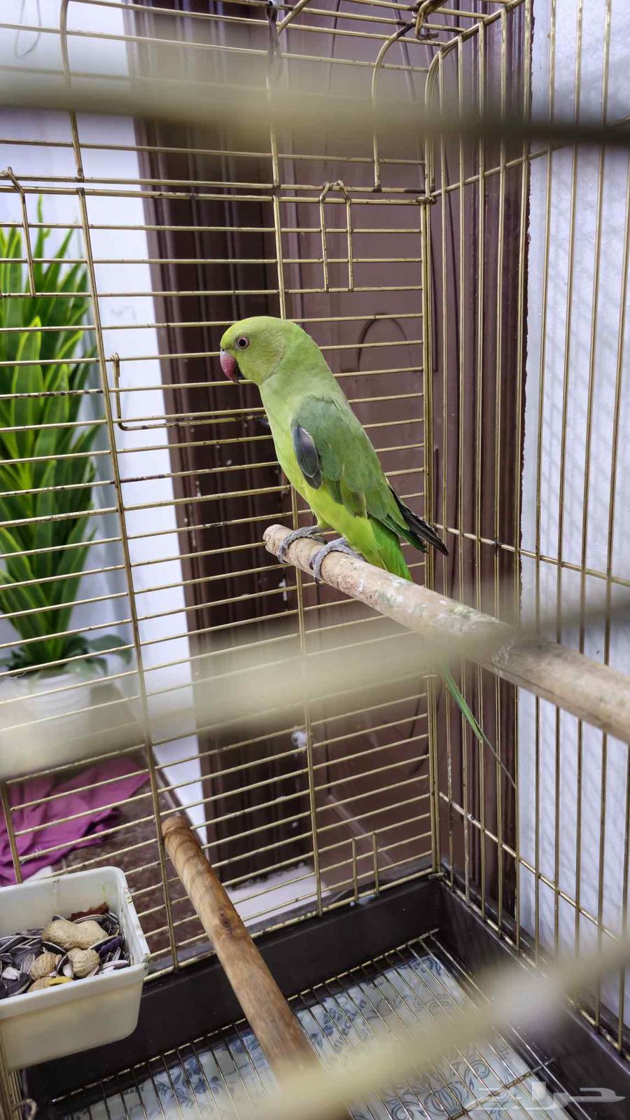 Female Indian Parrot Ready for Breeding63669111022467110
