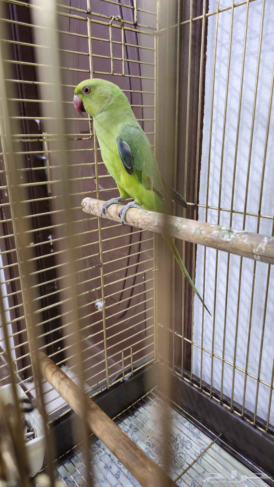 Female Indian Parrot Ready for Breeding63669111022467111