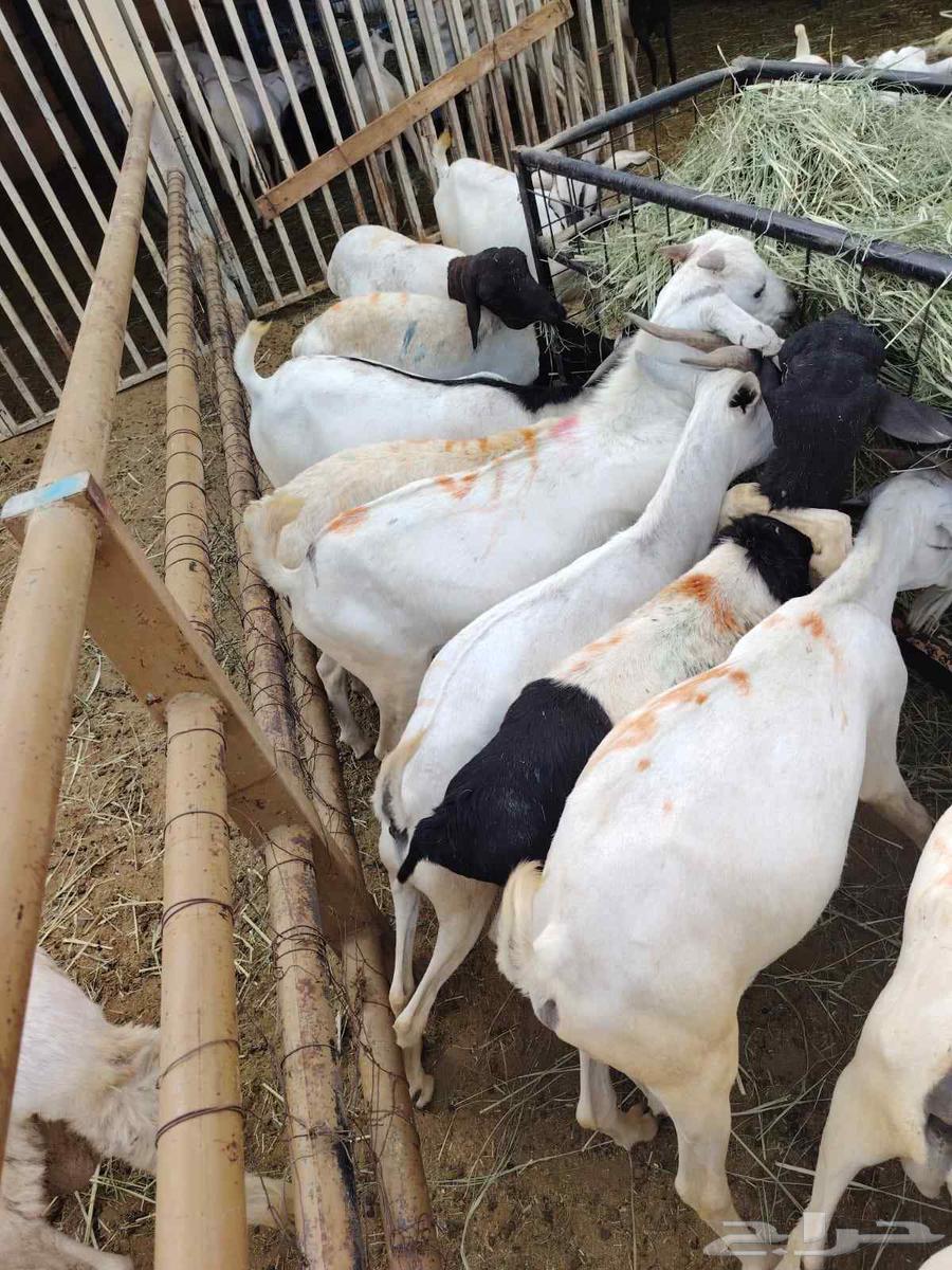 تيوس صومالية مرابي بسعر تنافسي جدا جدا63667808210433114