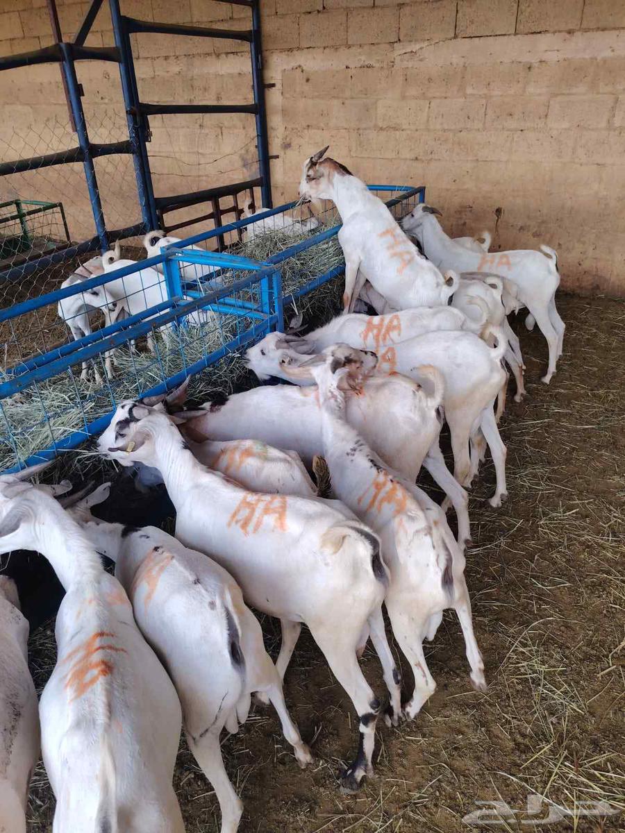 تيوس صومالية مرابي بسعر تنافسي جدا جدا63667808210433112