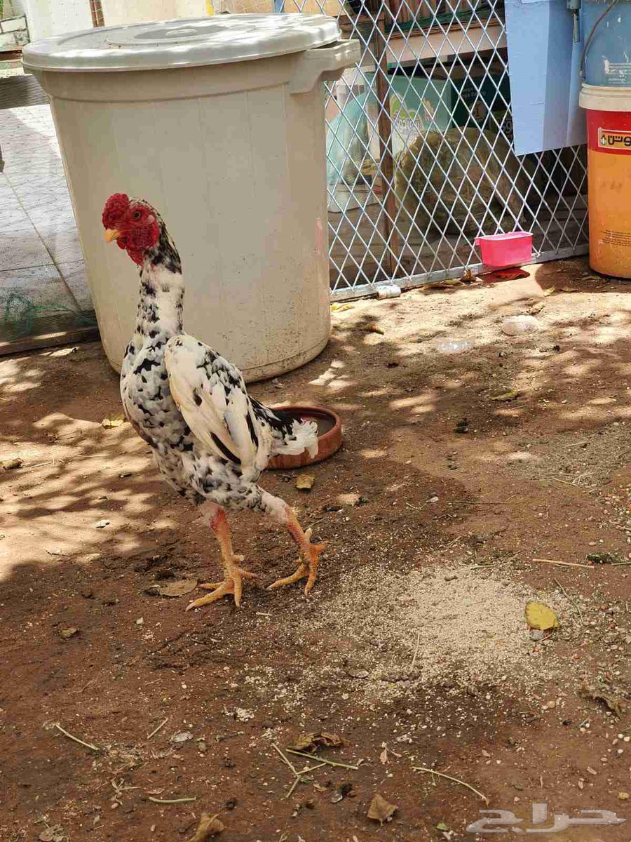 طقم كوشامو تم البيع63668453844867110