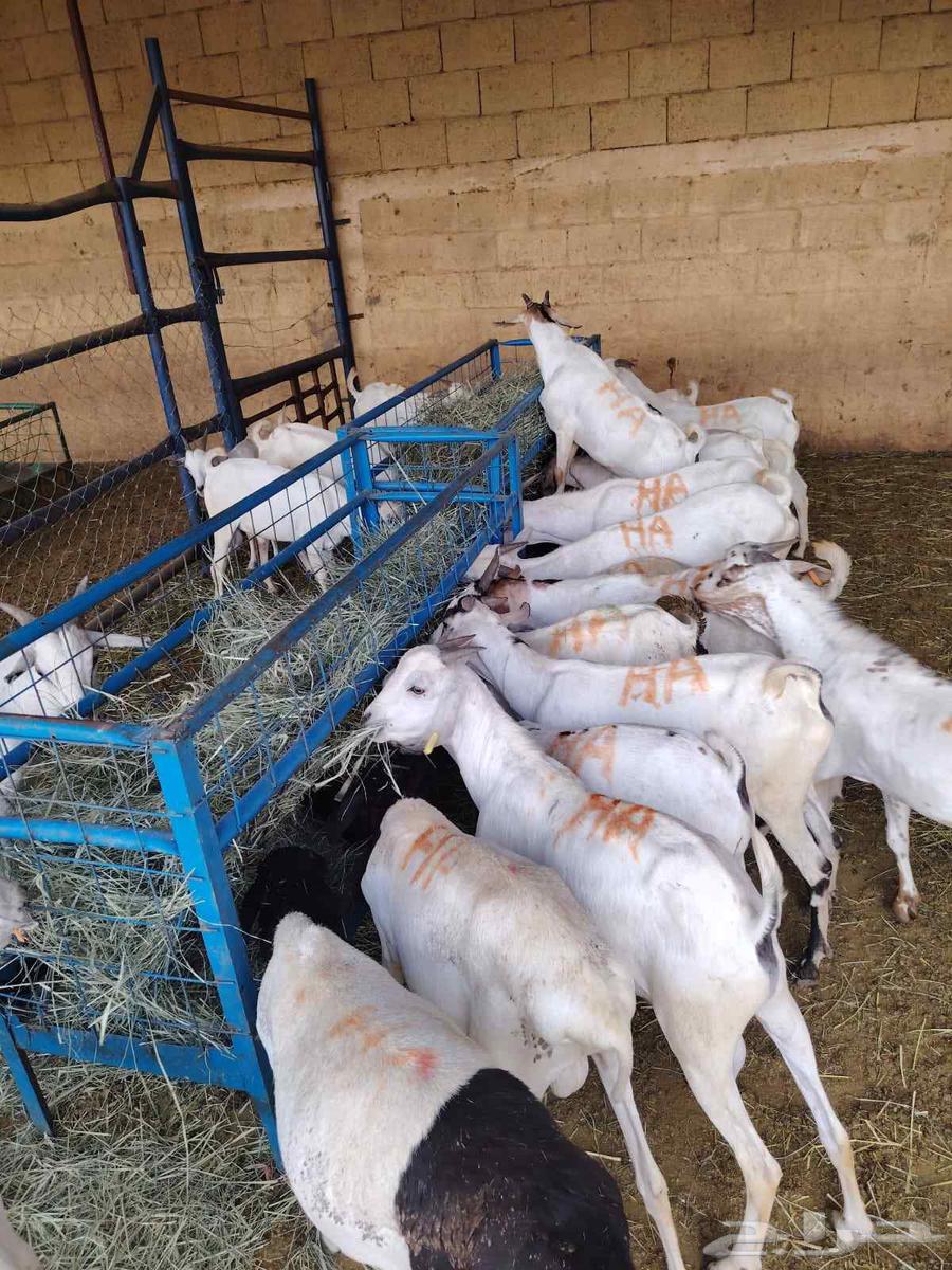 تيوس صومالية مرابي بسعر تنافسي جدا جدا63667808210433111