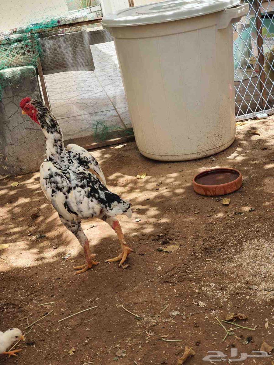 طقم كوشامو تم البيع63668453844867111