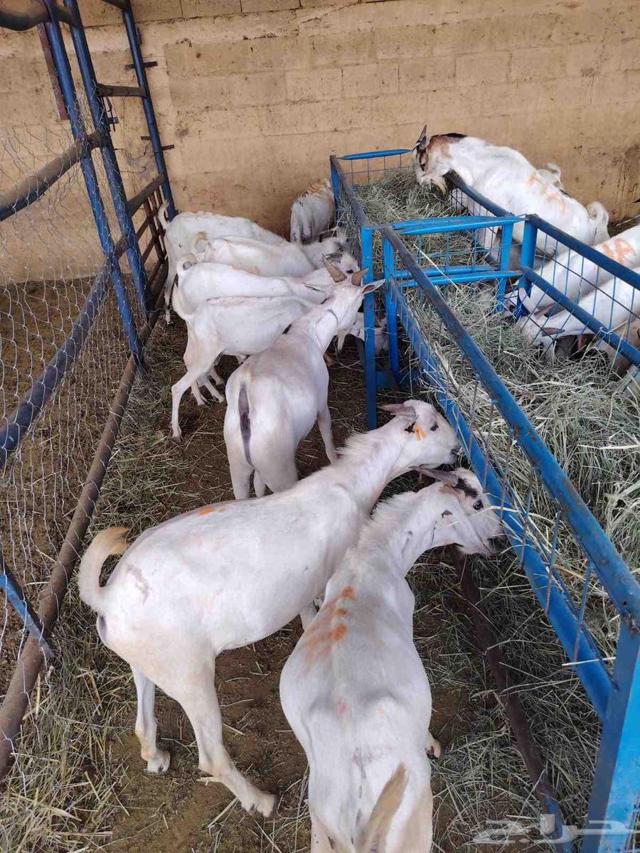 تيوس صومالية مرابي بسعر تنافسي جدا جدا63667808210433110