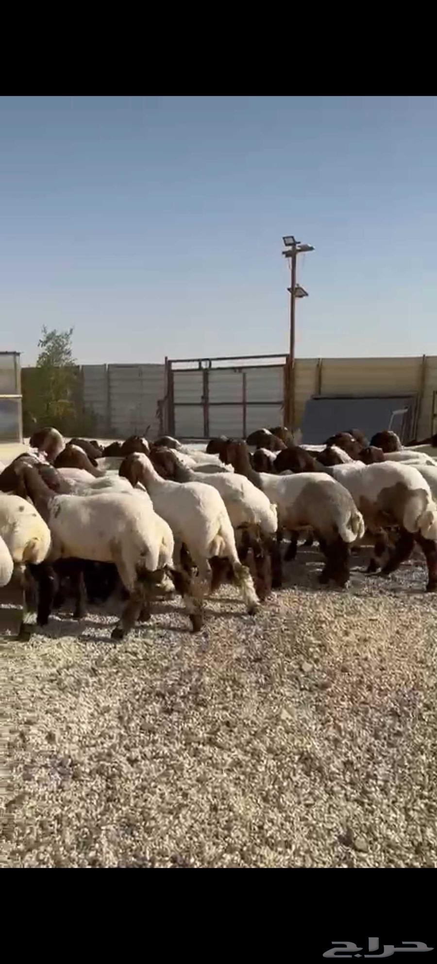 للبيع جذعات طيبه63670177823489114