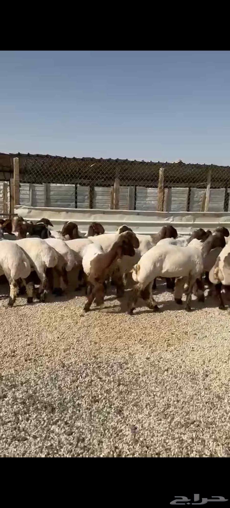 للبيع جذعات طيبه63670177823489111