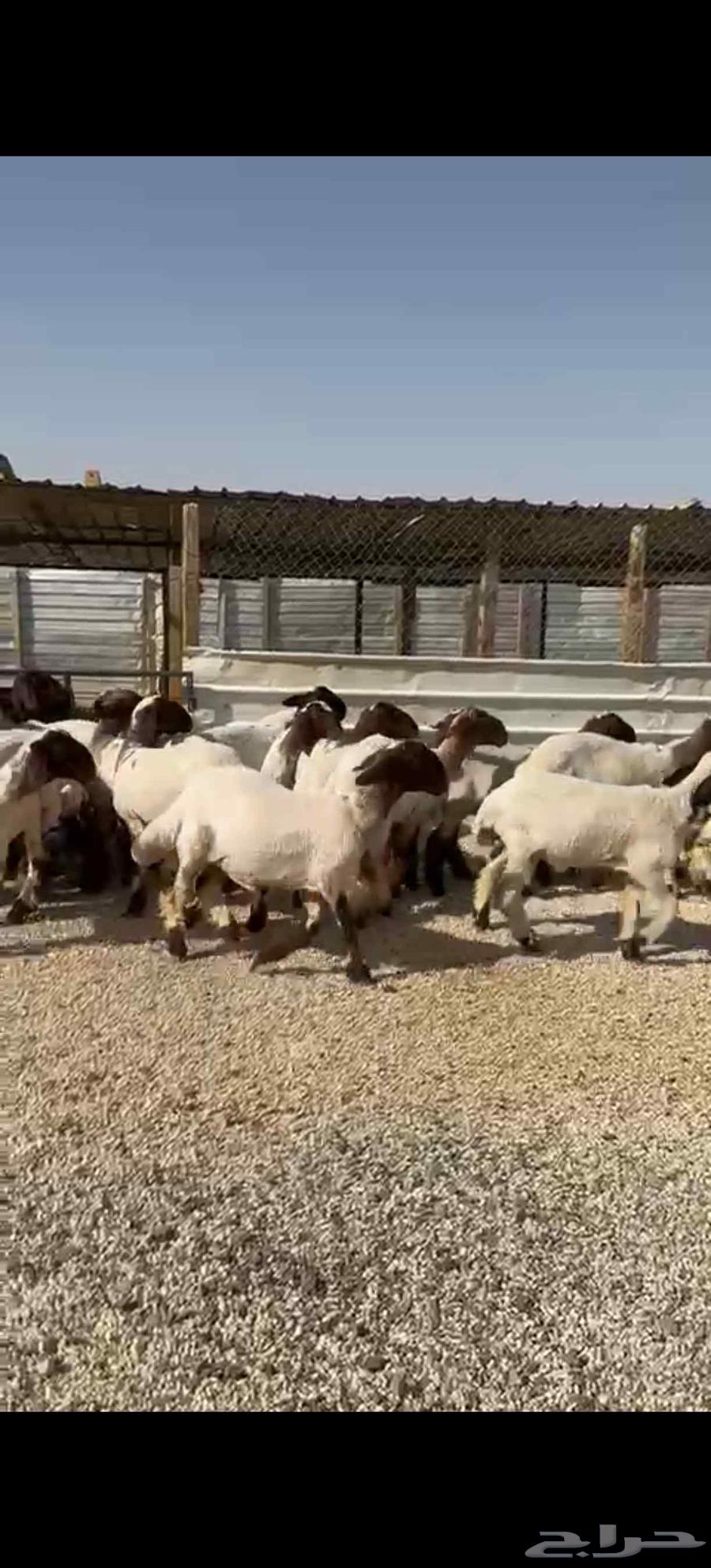 للبيع جذعات طيبه63670177823489113