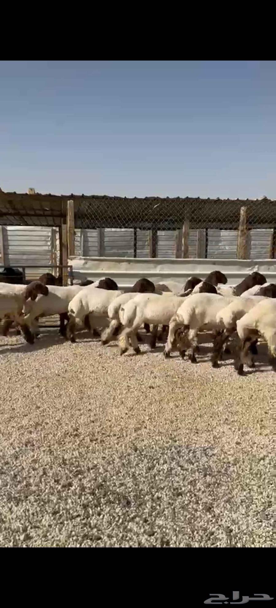 للبيع جذعات طيبه63670177823489110
