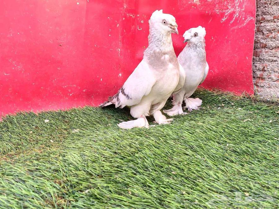 Snow walnut... Sold...63668365765506112