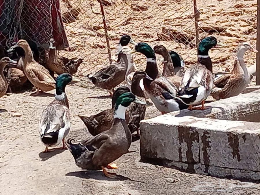 بط شرشيري بياض63671056795905111