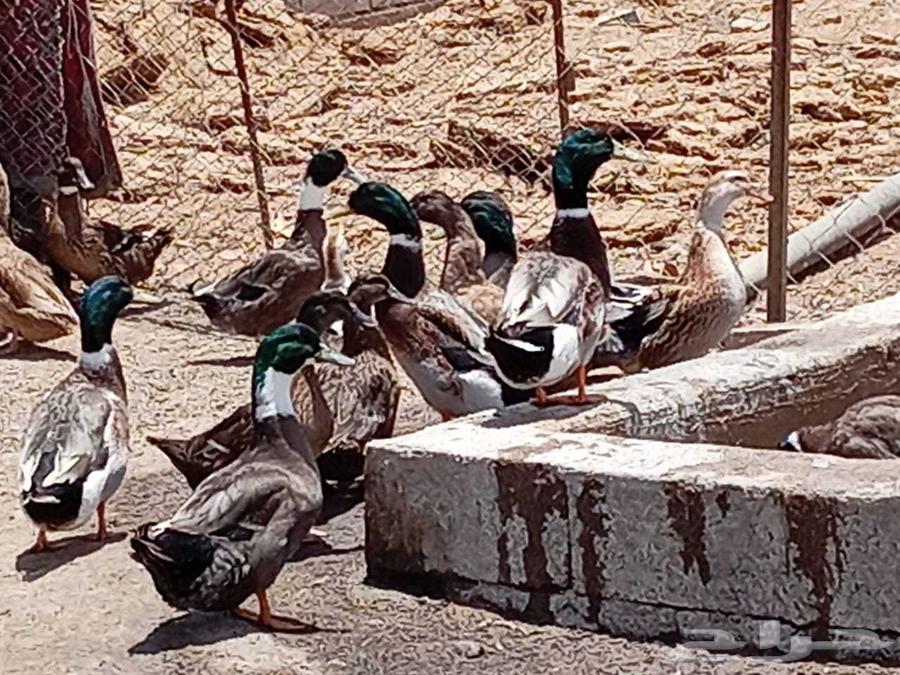 بط شرشيري بياض63671056795905112
