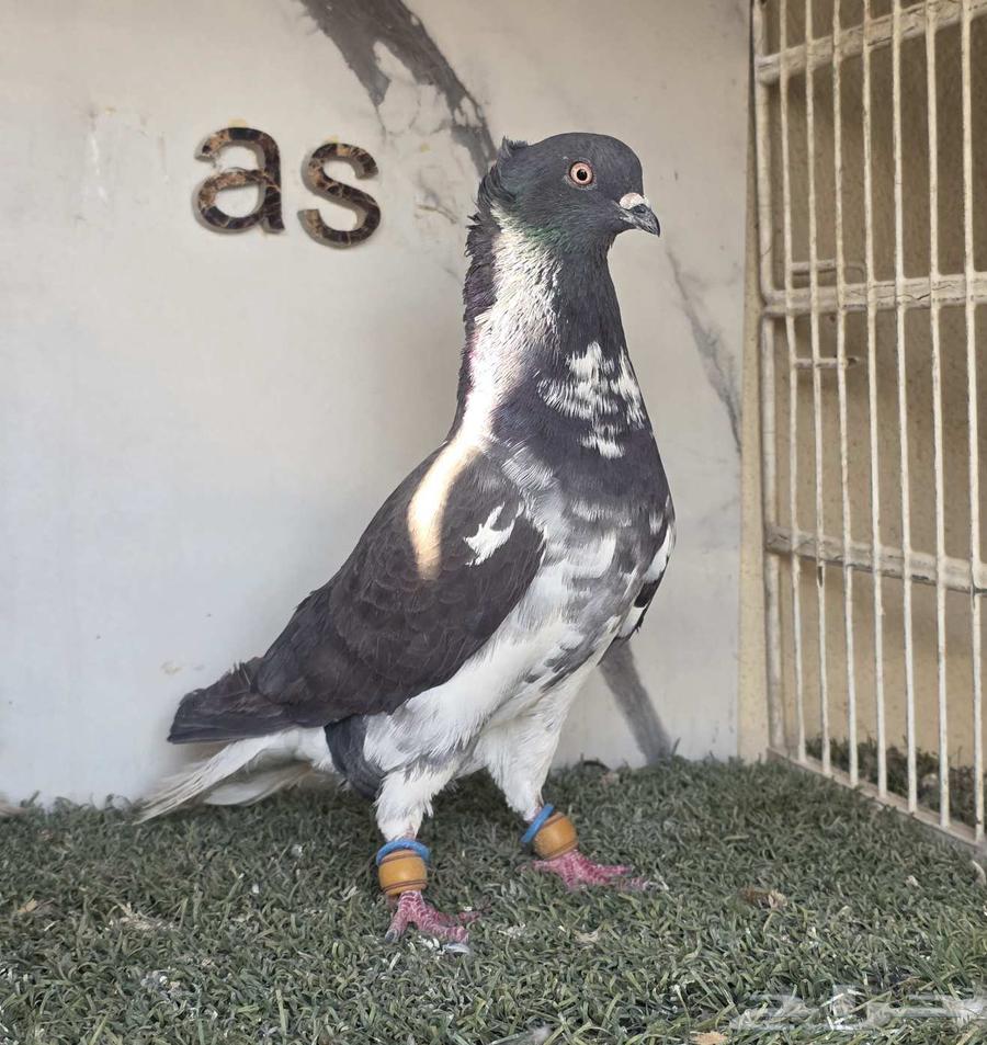 Syrian Pigeon Flying (( Sold ))63668212667651113