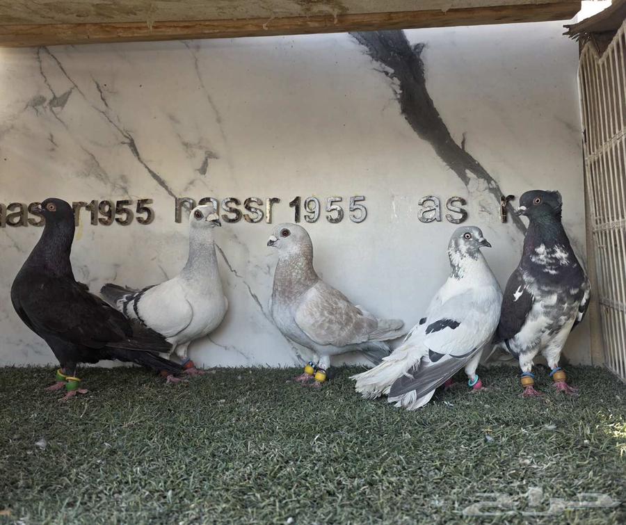 Syrian Pigeon Flying (( Sold ))63668212667651114