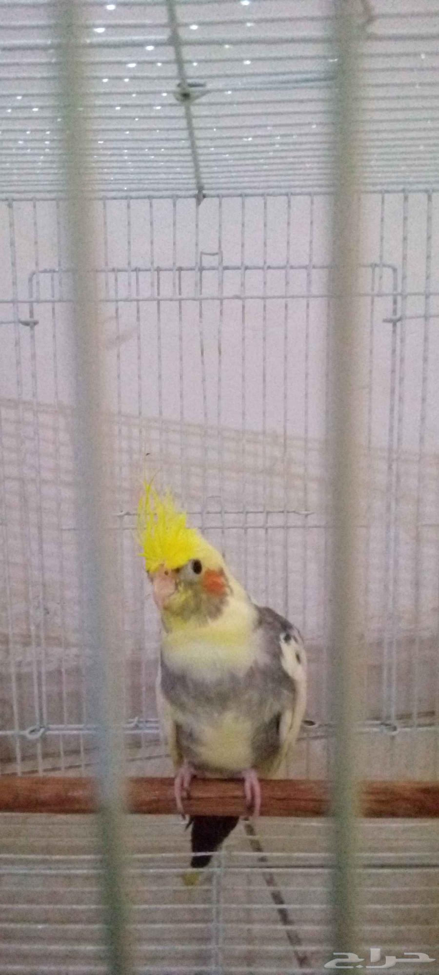 Crows birds for sale63672548202369111