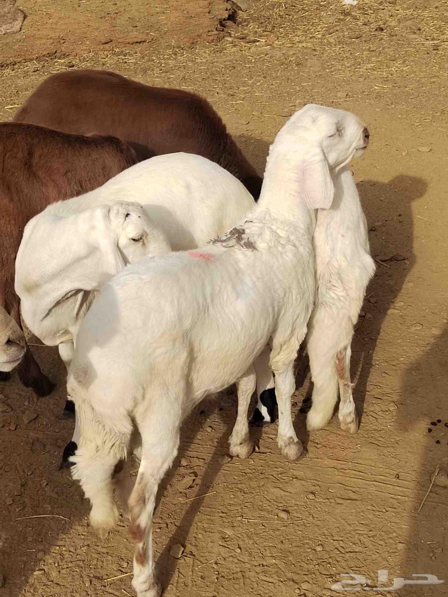 سواكن مرباه للبيع63671671050754113