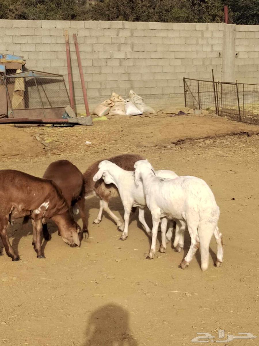 سواكن مرباه للبيع63671671050754110