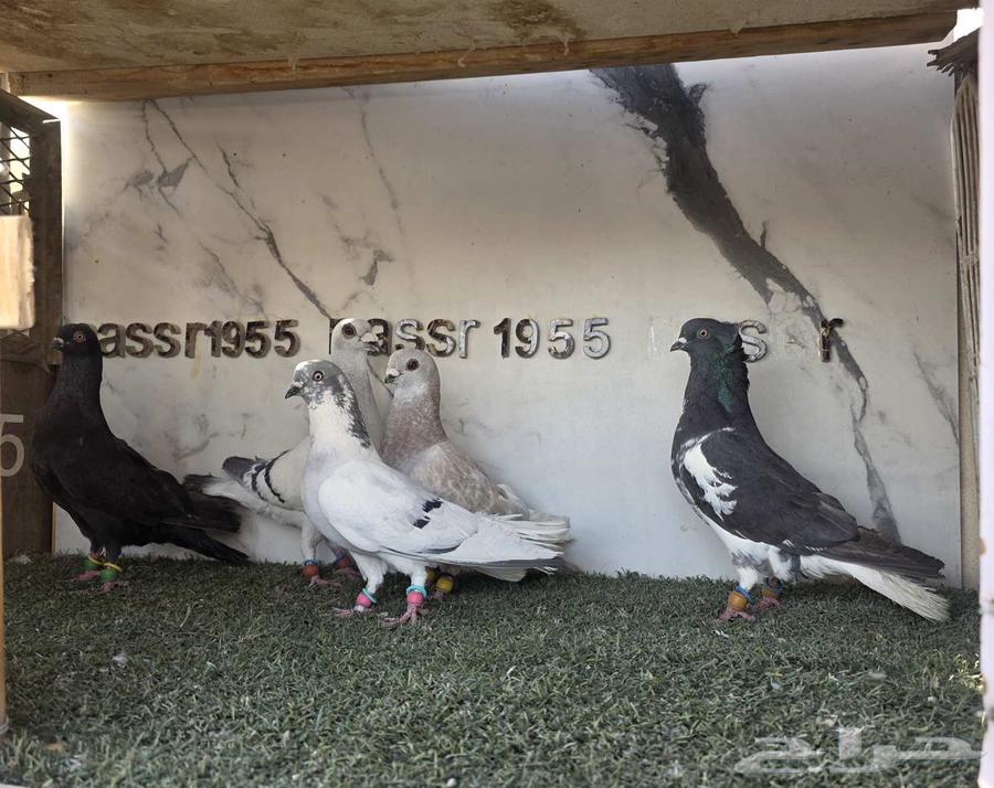 Syrian Pigeon Flying (( Sold ))63668212667651112