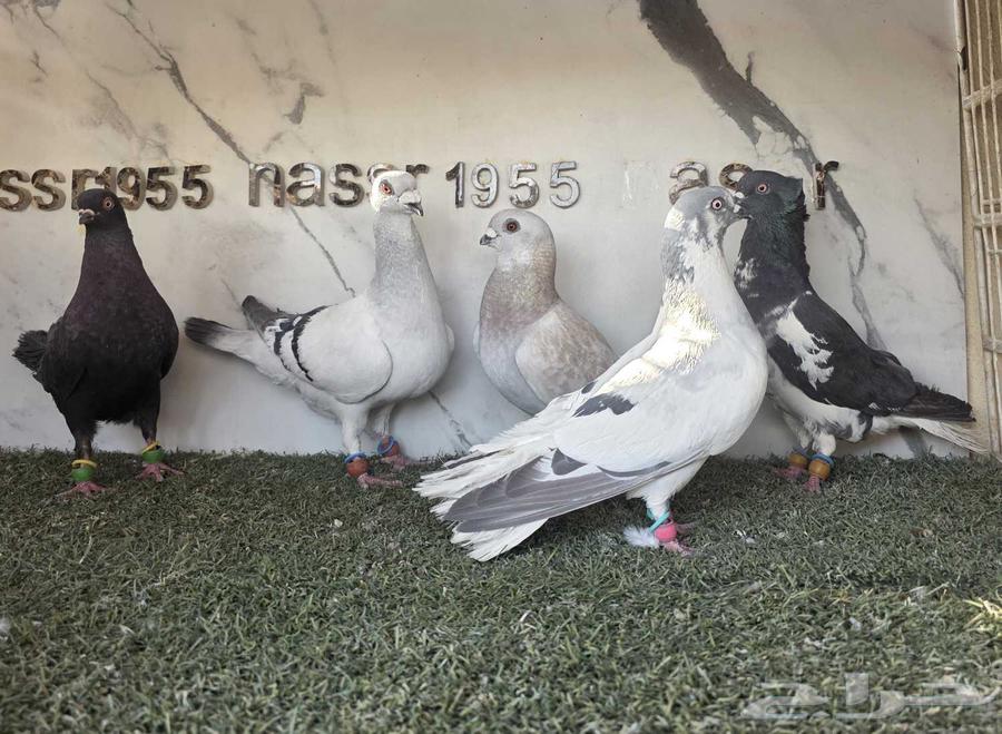 Syrian Pigeon Flying (( Sold ))63668212667651111