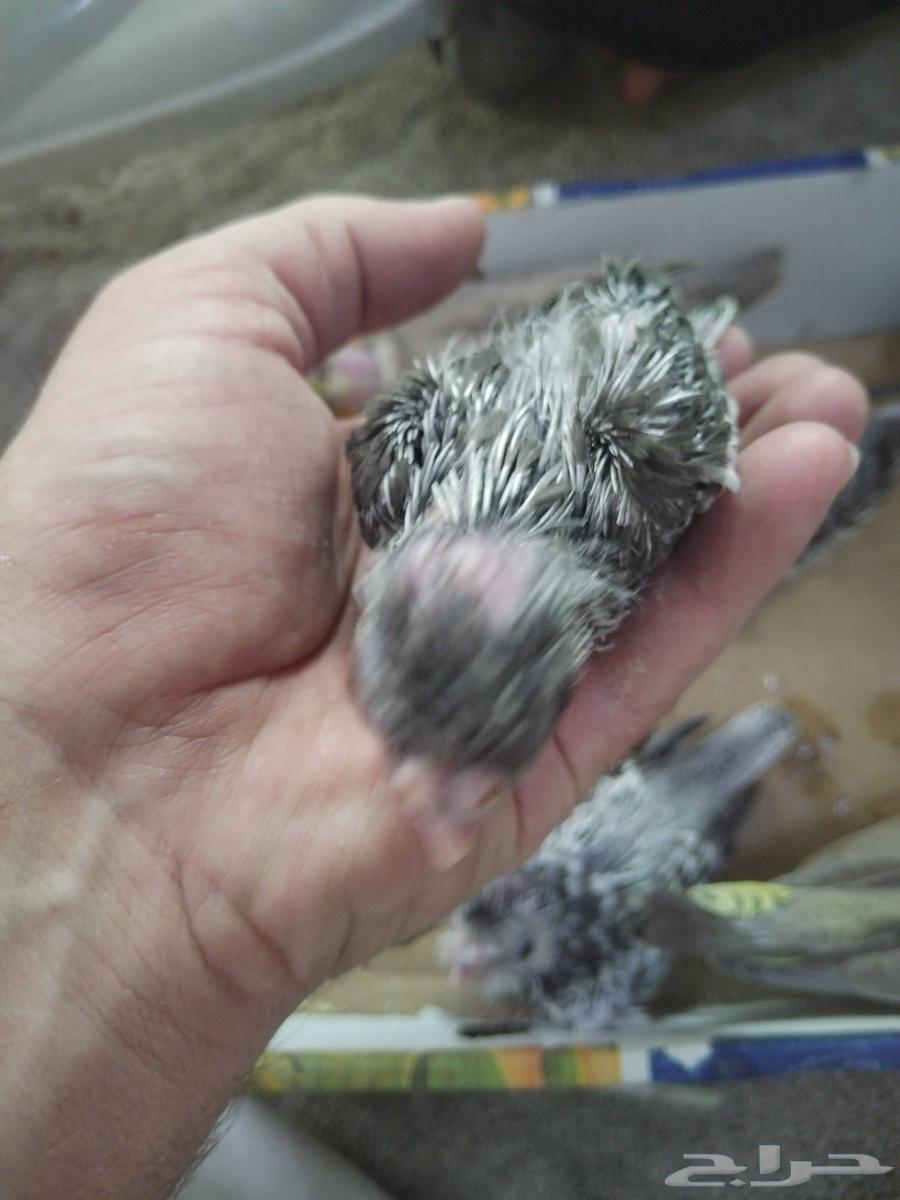 Griffin Chicks Gray Normal White Face Butterfly63669637686914114