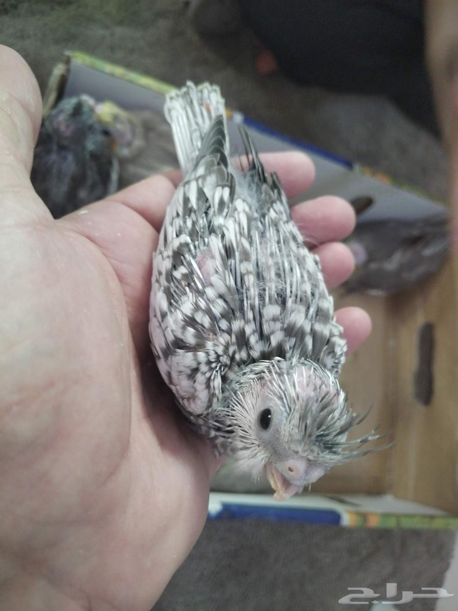 Griffin Chicks Gray Normal White Face Butterfly63669637686914113