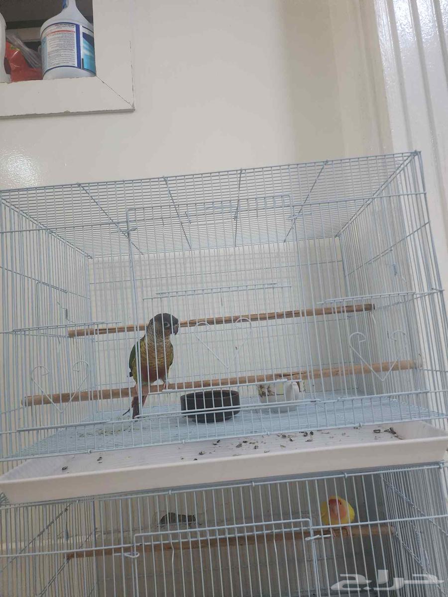 Canary Bird - B 700 with cage63670715064322110