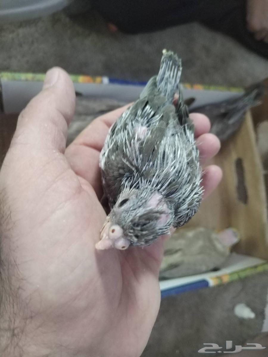 Griffin Chicks Gray Normal White Face Butterfly63669637686914112