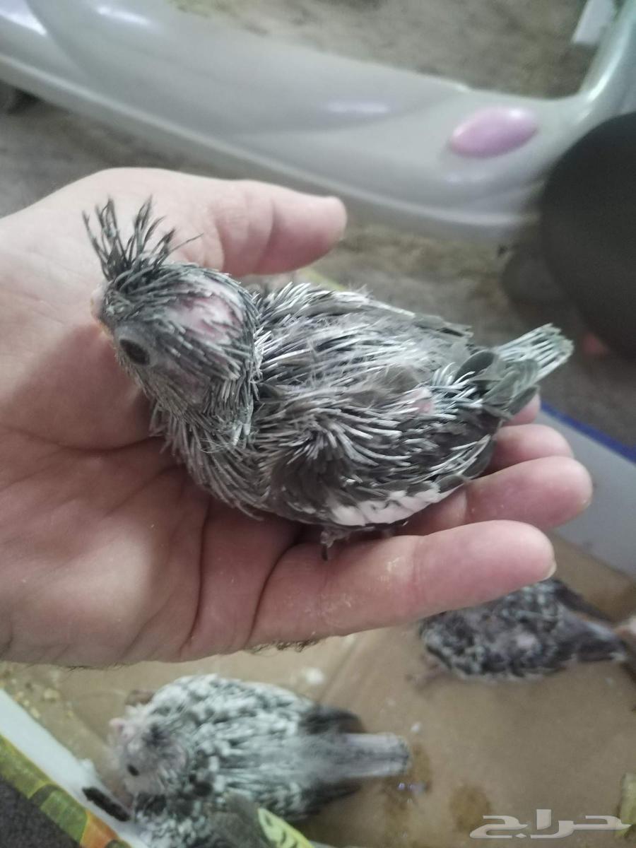 Griffin Chicks Gray Normal White Face Butterfly63669637686914111