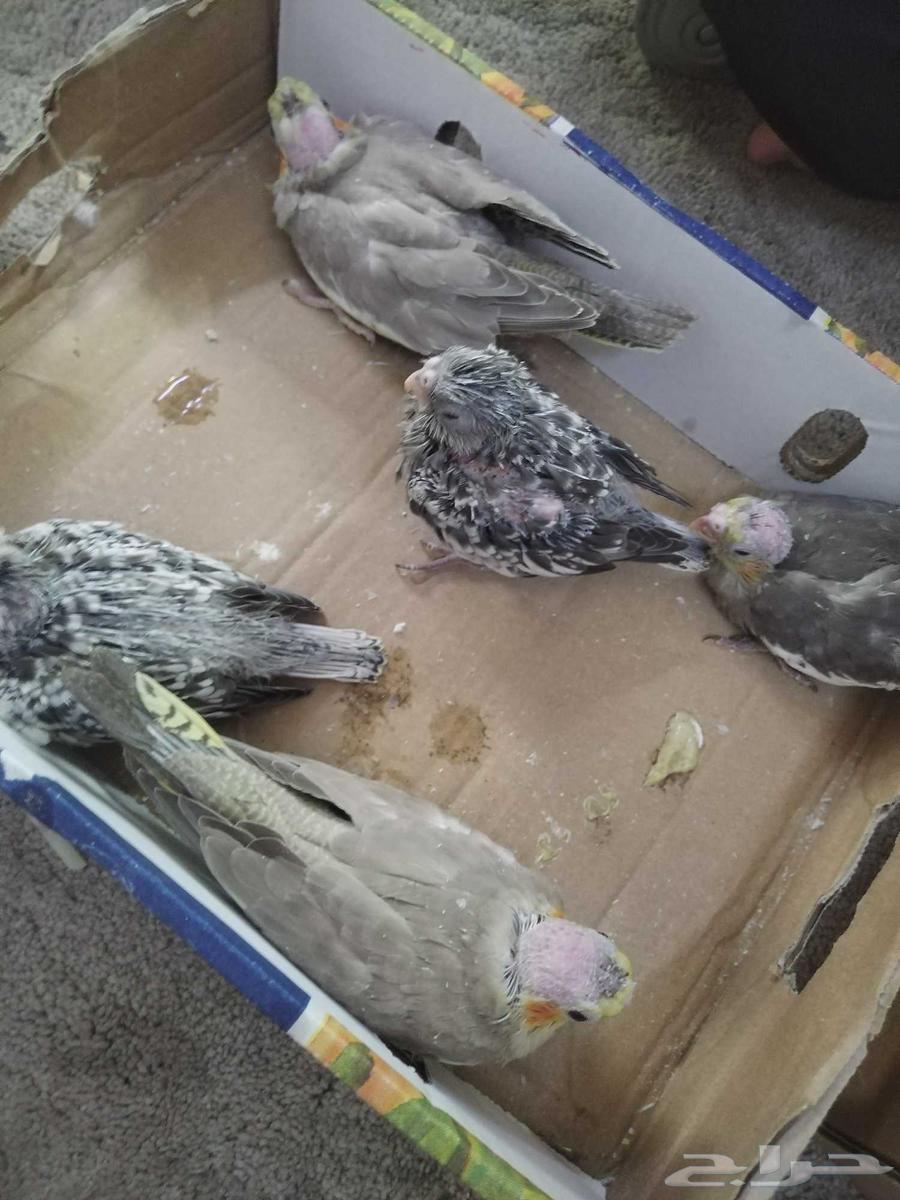 Griffin Chicks Gray Normal White Face Butterfly63669637686914110