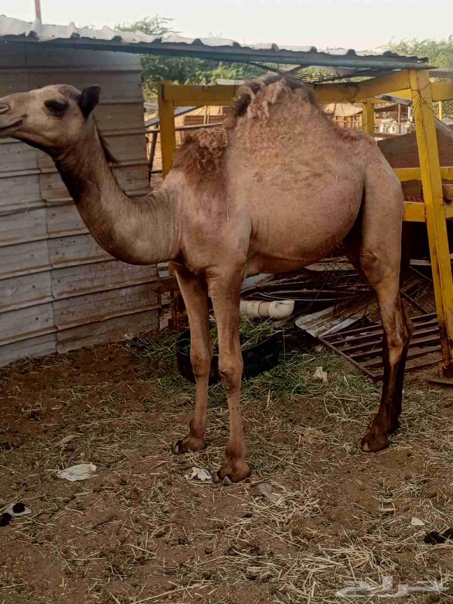 قعود بلدي63674275692675110