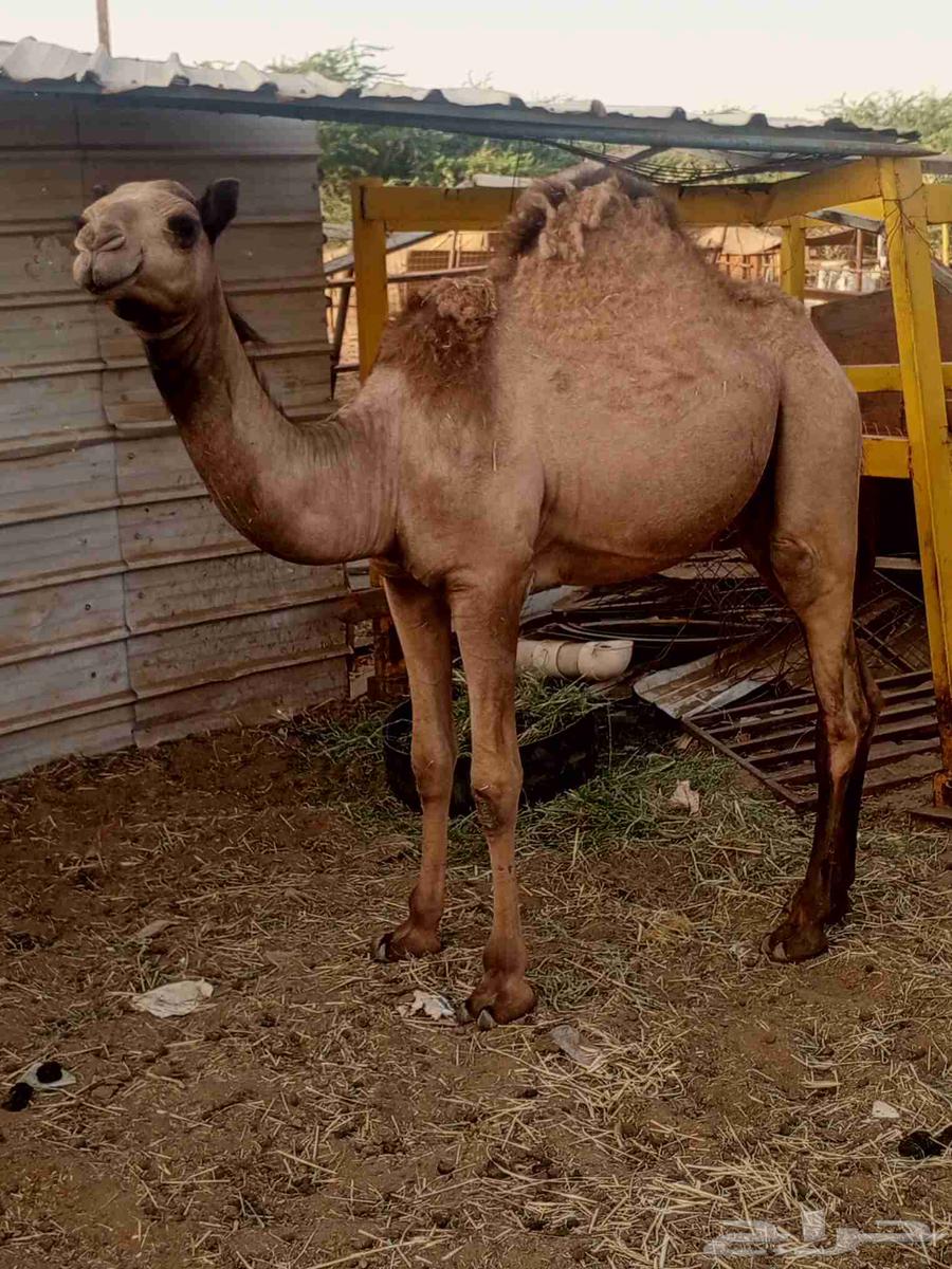 قعود بلدي63674275692675113