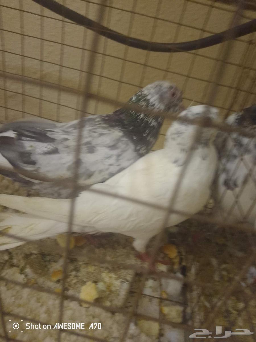ثلاث ازواج حمام بكستاني63670622762626112