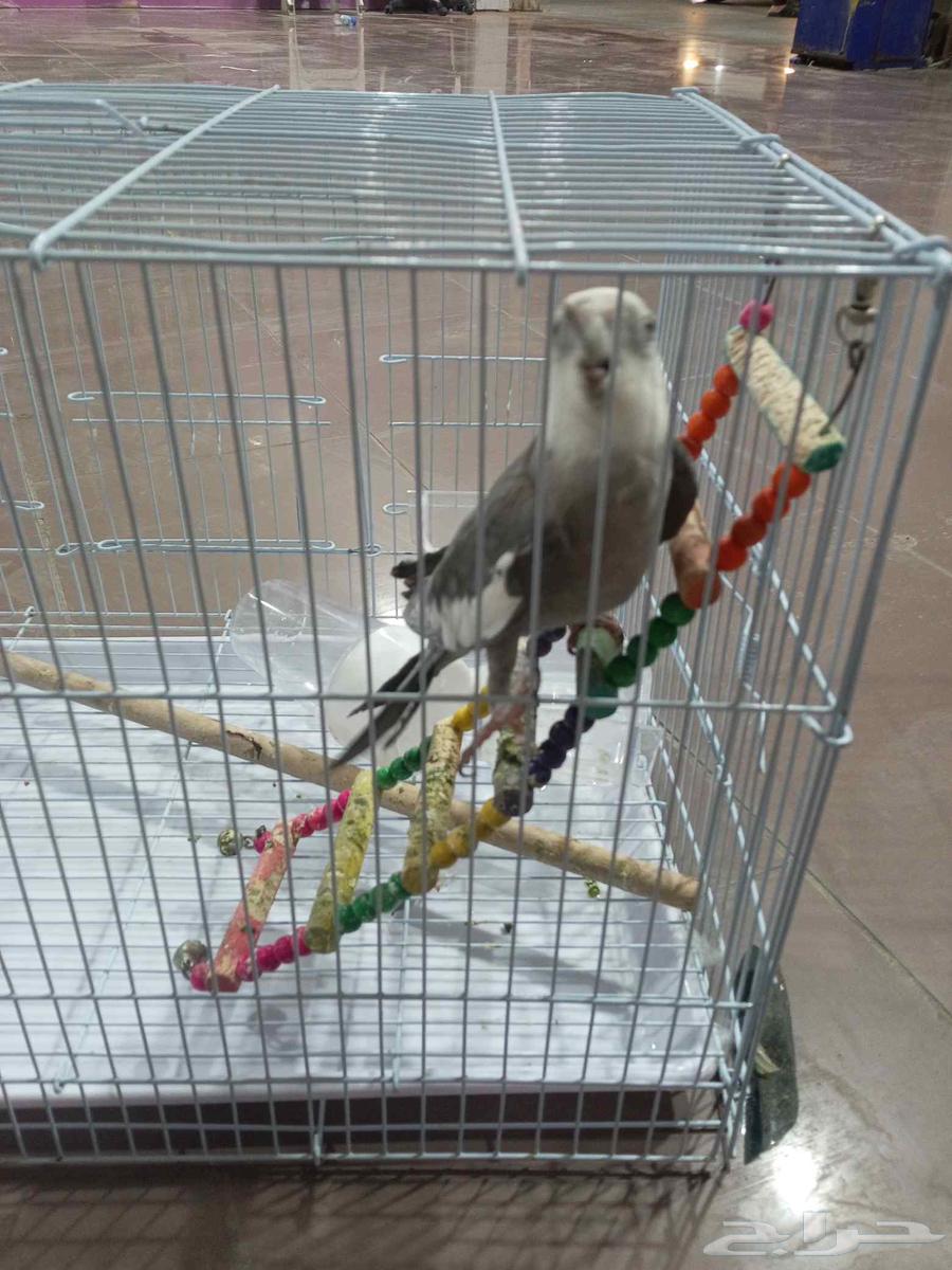 Parrot for sale at reasonable price63673279979649111
